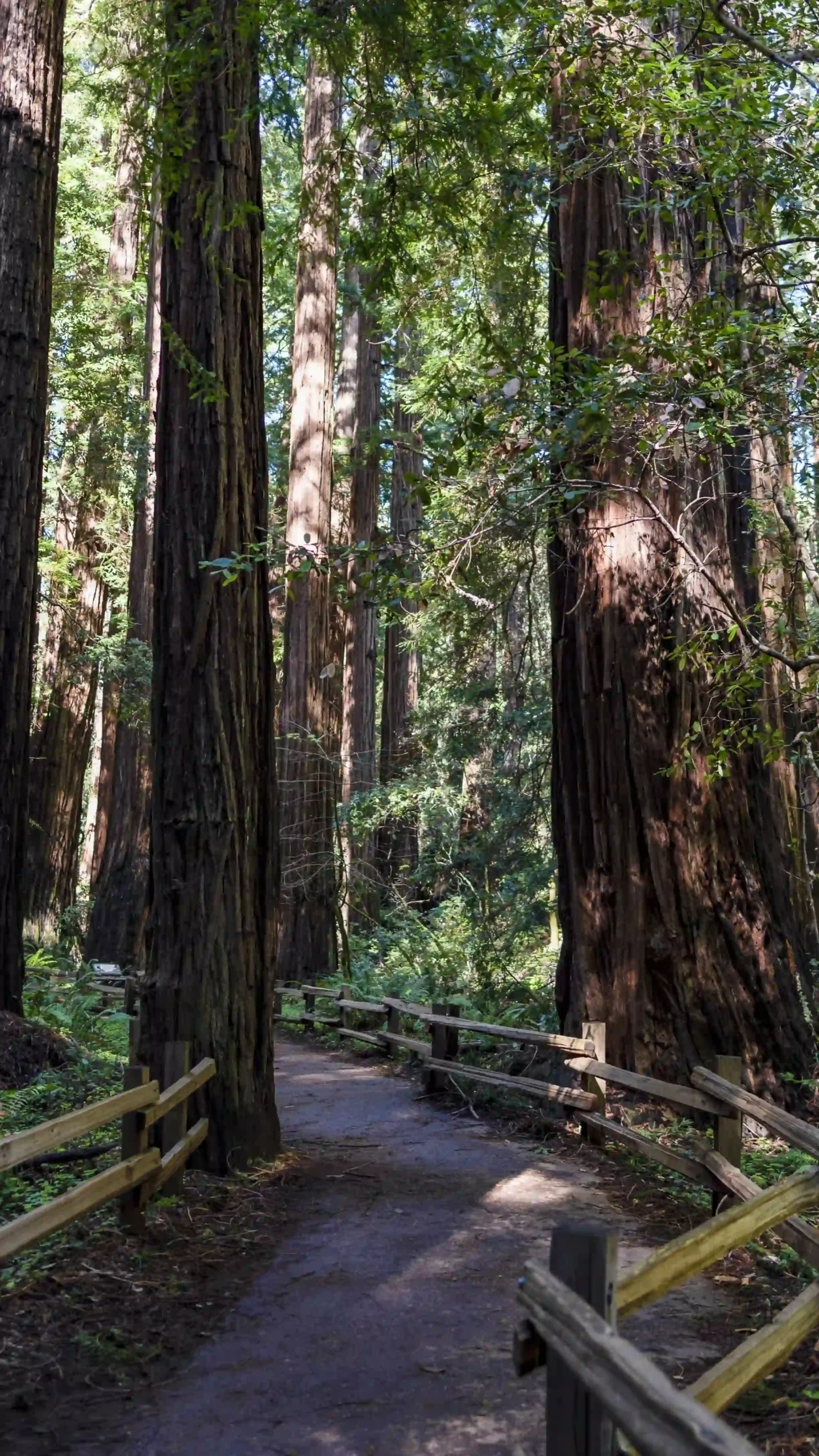 A shaded dirt path lined with rustic wooden log fencing winds through massive, towering ancient redwood trees.