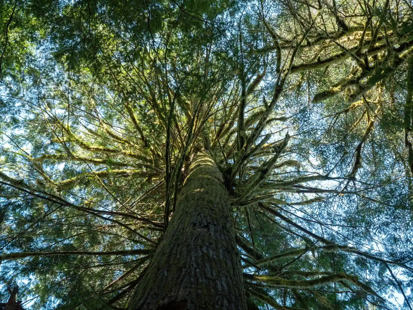 View looking up a towering Douglas fir in Cathedral Grove, branches reaching toward the sky.
