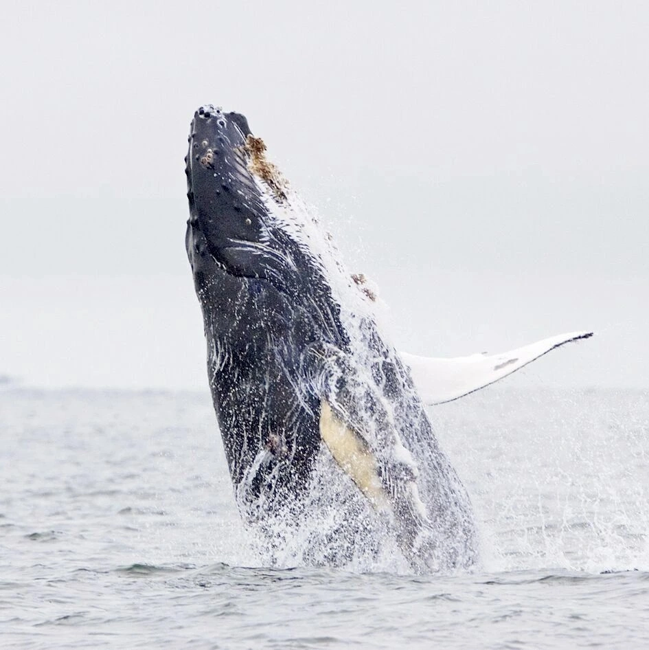 A humpback whale lifting itself out of the water in a powerful breach.