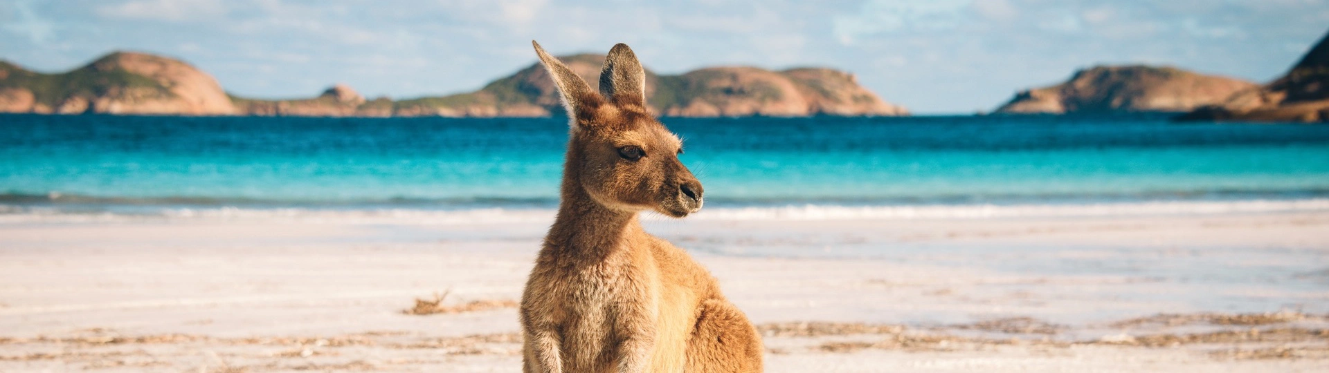 Un petit kangourou à la plage en Australie