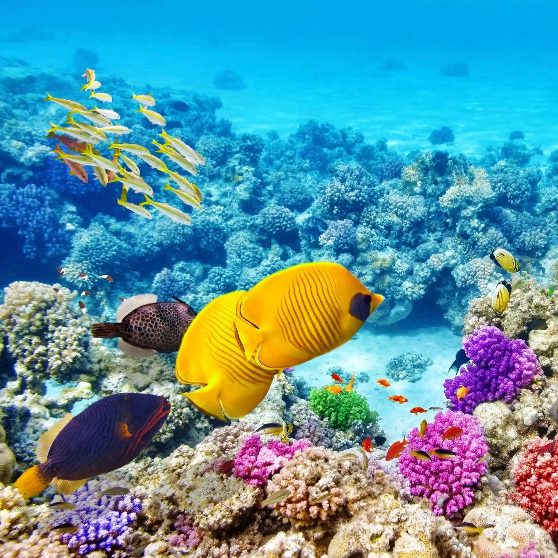 Poissons dans les eaux de la Grande Barrière de Corail en Australie