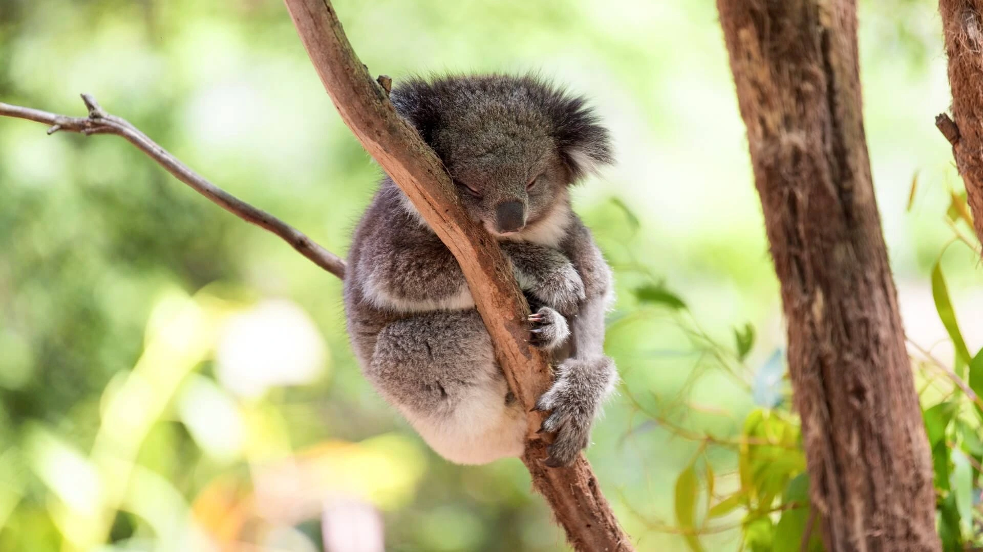 Un koala dort sur une branche d\'eucalyptus en Australie.