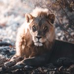 Ein junger Löwe